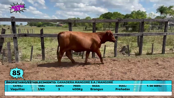 Lote LOTE 85- EN VIVO
