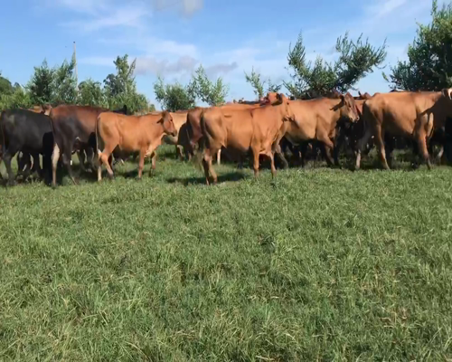 Lote 38 Novillos en Corrientes, Bella Vista