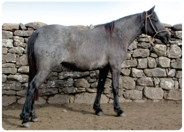 Lote Negrita Gaitera