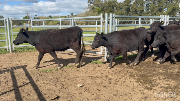 Lote 37 Vaquillonas