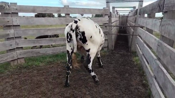 Lote Novillos, San José