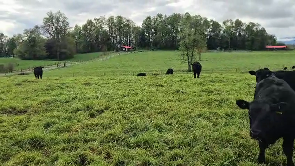 Lote 55 Ternero en Panguipulli, XIV Región Los Ríos