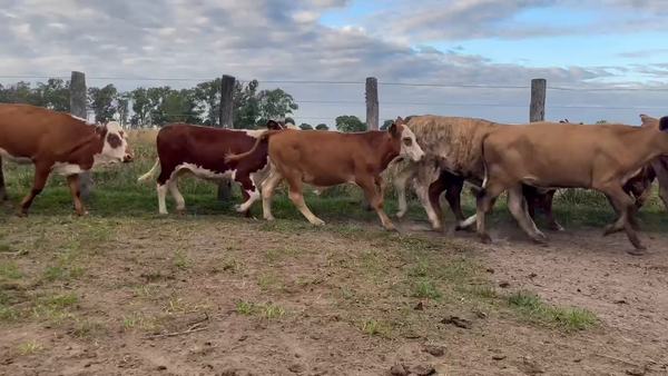 Lote 100 Terneros/as en Corrientes, Mariano I. Loza