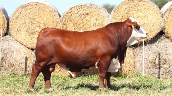 Lote LOTE 71