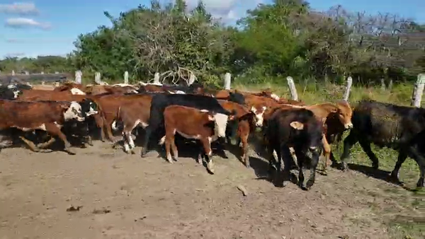 Lote 75 Terneras en Empedrado, Corrientes