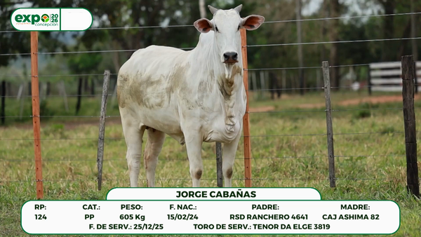 Lote Hembras, Concepción