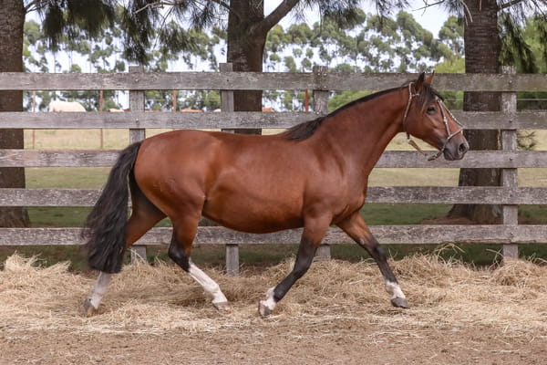 Lote FEDERAL CRUZADA