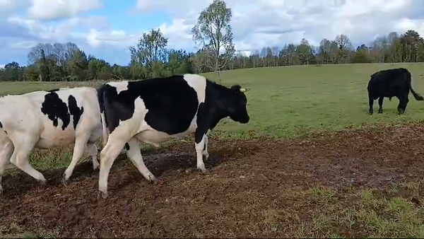Lote 80 Novillo Engorda en Fresia, X Región Los Lagos