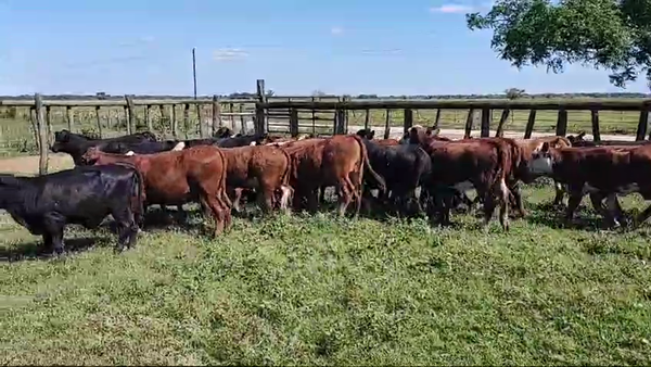 Lote 35 Terneras Braford y cruzas británicas  en Calchaquí, Santa Fe
