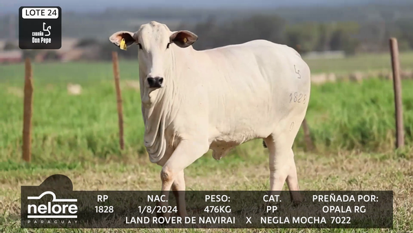Lote LOTE 24