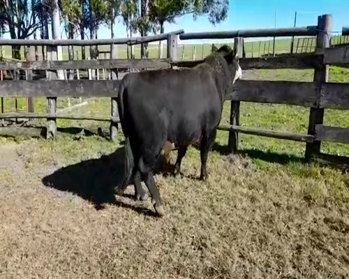 Lote (Vendido)Toros 850kg -  en CONSTANCIA