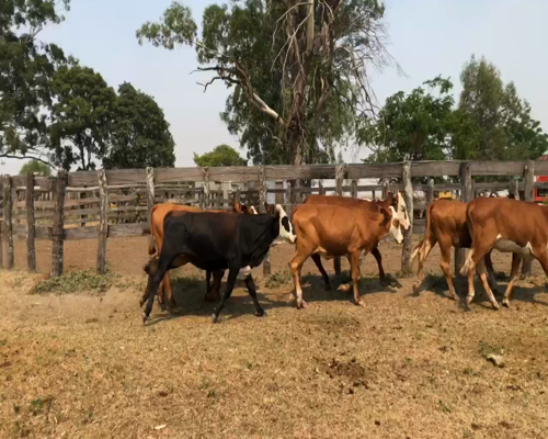 Lote 63 Terneras en Corrientes, Berón de Astrada