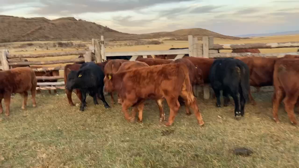 Lote 20 Ternero en Coyhaique, XI Región Aysén