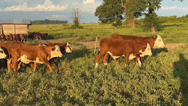 Lote 70 Terneros/as en Corrientes, San Roque