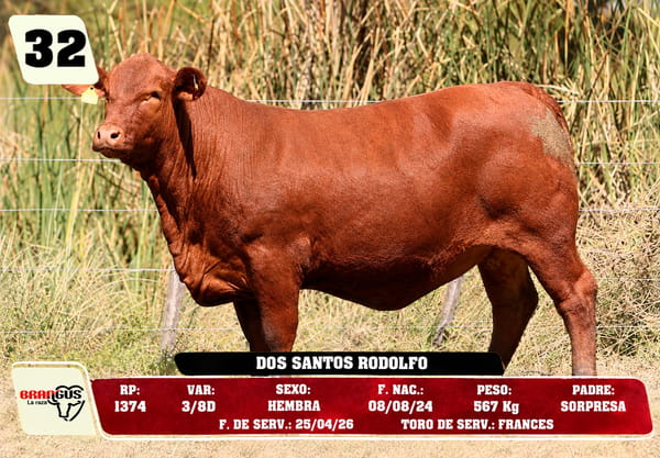 Lote LOTE 32 - DE CAMPO