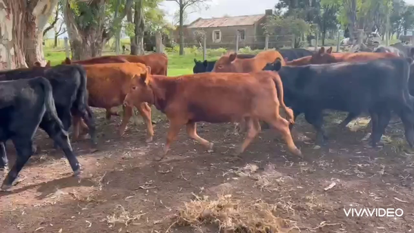 Lote 217 Terneras en Tapalqué, Buenos Aires