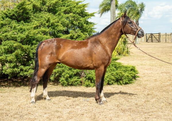 Lote CAMPERO TROPILLERO