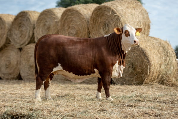 Lote Reproductores Altohondo - Lote 31