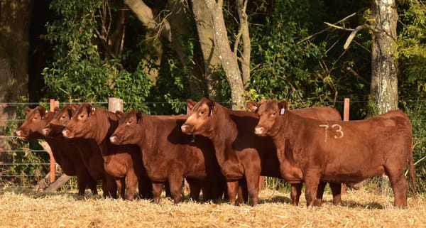 Lote VAQUILLONAS ANGUS PC PRIMAVERA