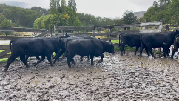 Lote 42 Novillo Engorda en Coyhaique, XI Región Aysén