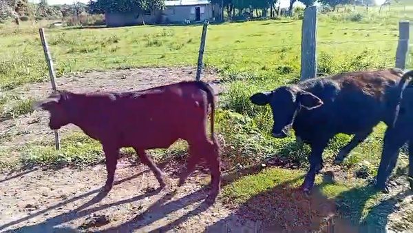 Lote 20 Terneros/as en Chaco, Pampa Almirón