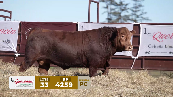 Lote TORO PC