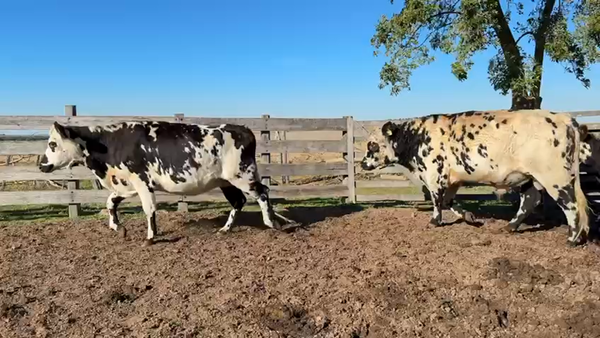 Lote VAQUILLONA PREÑADAS