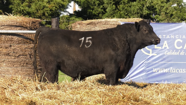 Lote TOROS ANGUS PURO CONTROLADO