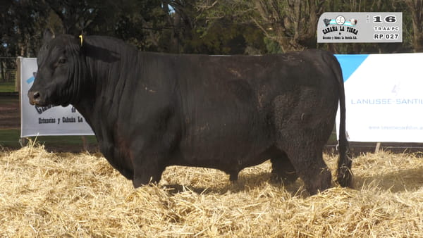 027 — TOROS PUROS CONTROLADOS