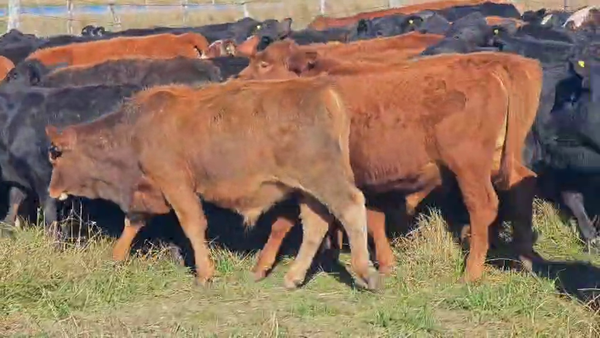 Lote 110 Terneros en Corrientes, Saladas