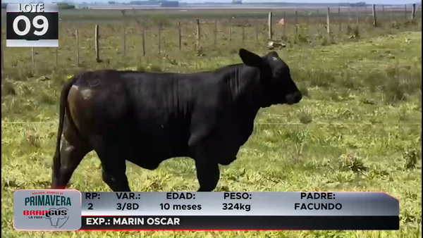Lote LOTE 9