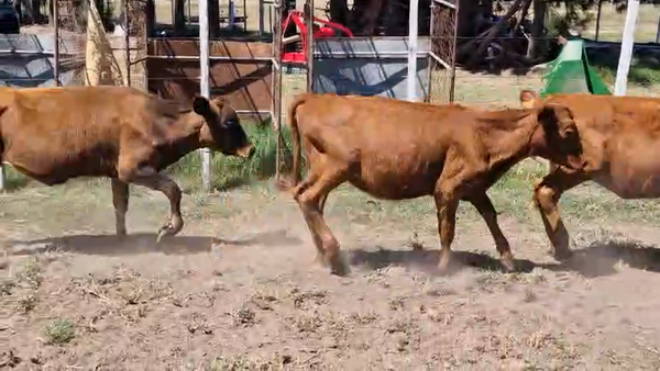 Lote 7 Terneras, San José