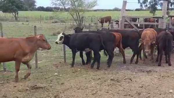 Lote (Vendido)8 Terneros ANGUS/ HEREFORD/ LIM 240kg -  en CAÑADA NIETO