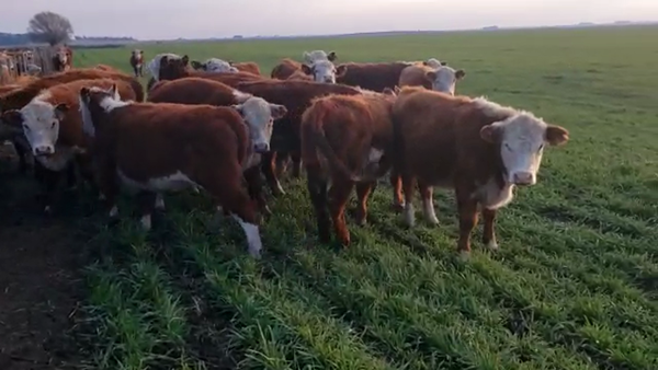 Lote Don Carlos de El Baqueano S.A. Terneras - Destete otoño 2022