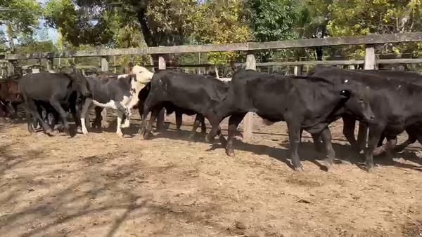 Lote 70 Terneros/as