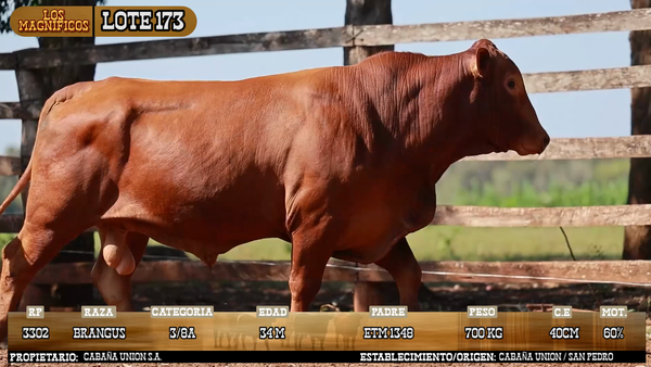 Lote LOTE 173 - PANTALLA