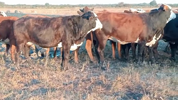 Lote 50 Vacas preñadas en Santa Fe, Intiyaco