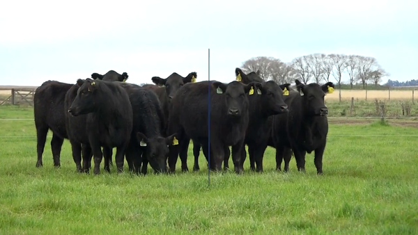 Lote VAQUILLONAS MaS