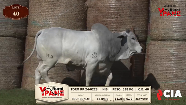 Lote Lote 40