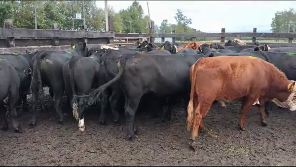 Lote 54 Novillo Engorda en Osorno, X Región Los Lagos