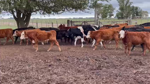 Lote 73 Terneros en Gral. Paz, Buenos Aires