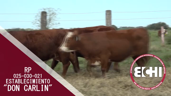 Lote VAQUILLAS PREÑADAS BRAFORD CABAÑA DON CARLIN