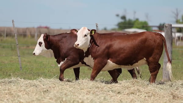 Lote Vaquillonas Braford -  Preñadas - Cabaña El Cambio