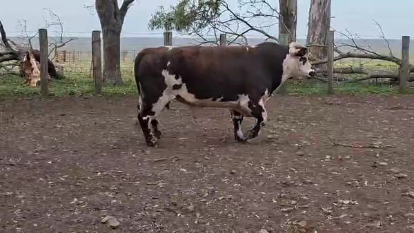 Lote TOROS