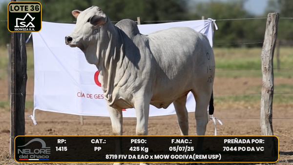 Lote LOTE 36
