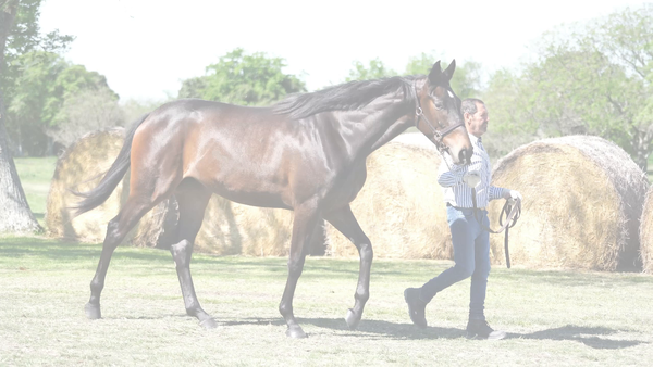 Lote KI COLOSA (KIRAN - TIMBRERIA)