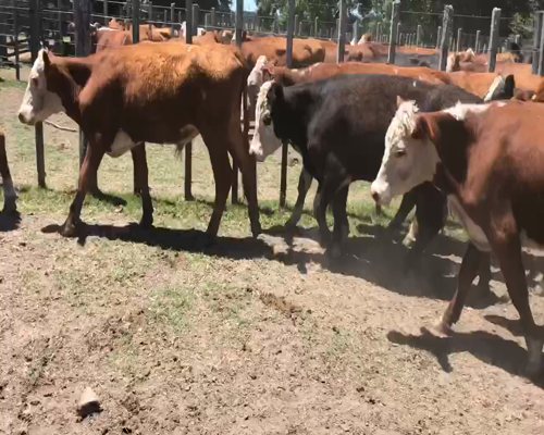 Lote 38 Novillos en Cerro Largo, Cerro Largo