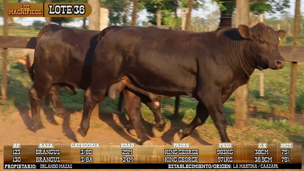 Lote LOTE 36 - VIVO