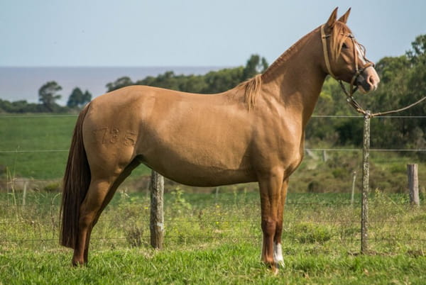 Lote CONSTANCIA RABICANO 1735