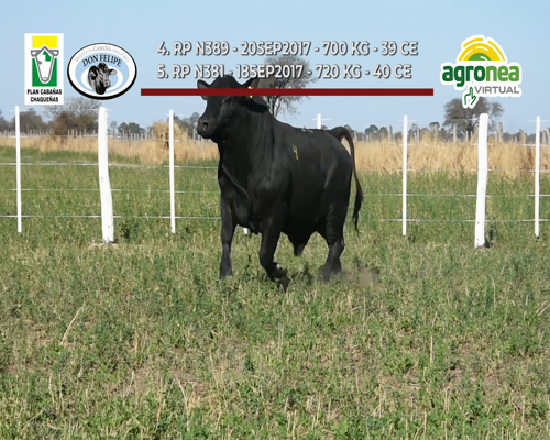 Lote TOROS BRANGUS "DON FELIPE"